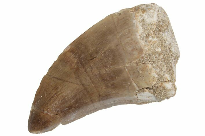 Fossil Mosasaur (Prognathodon) Tooth - Morocco #217000
